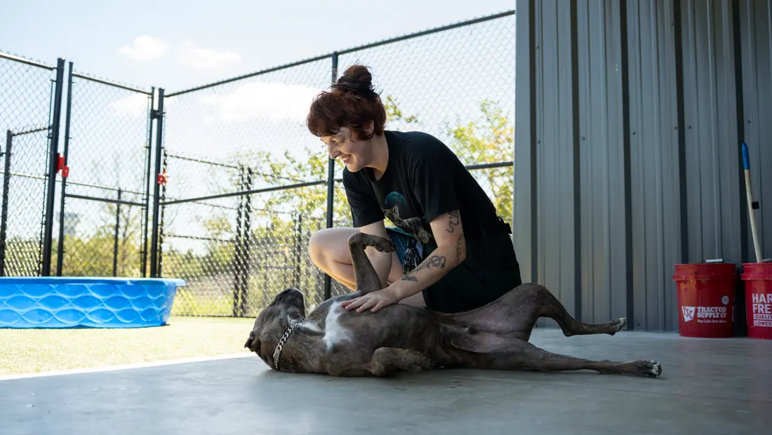 Staff caring for a dog at Black Woof Inn
