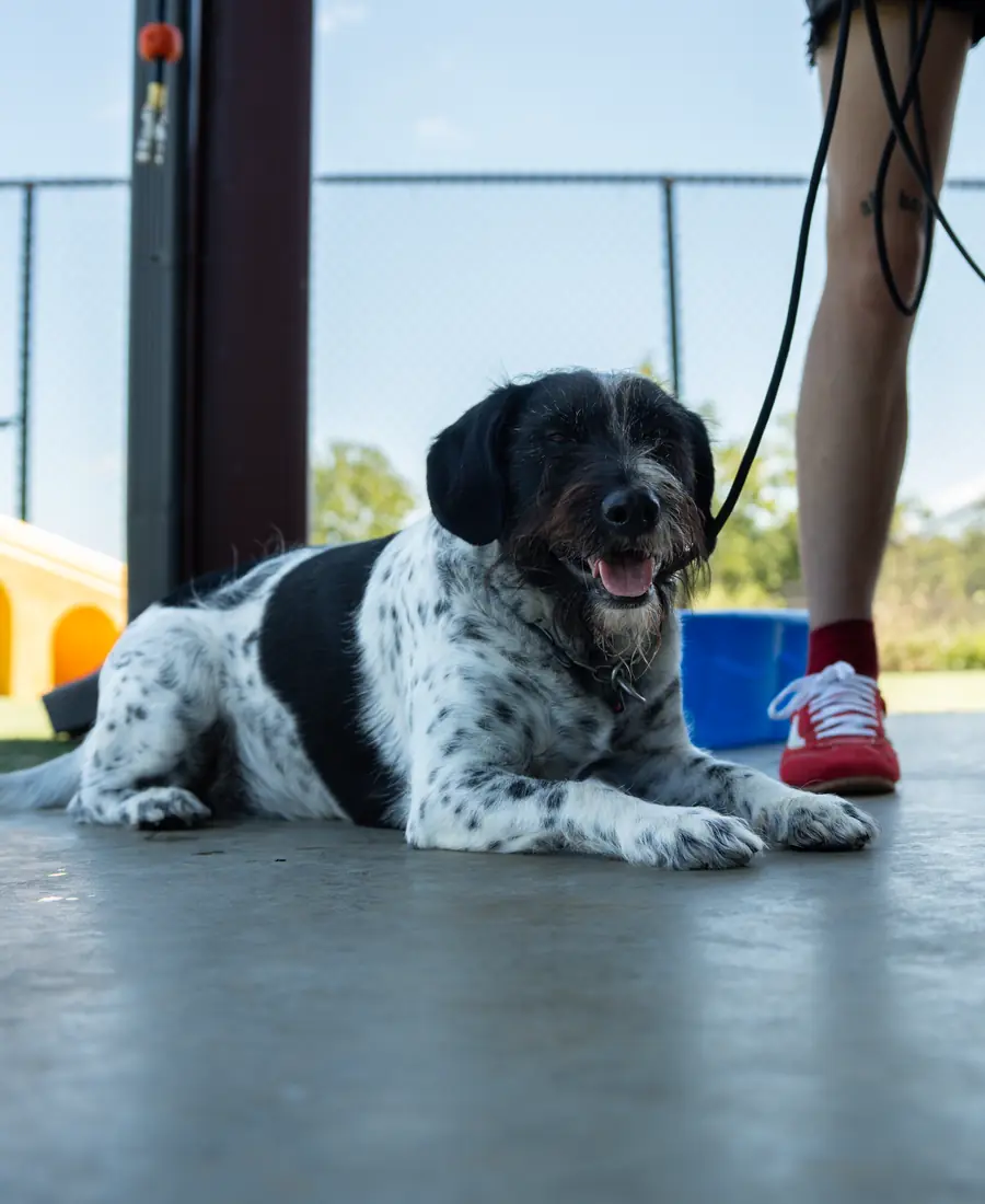 A relaxed dog boarding at Black Woof Inn in La Grange, KY