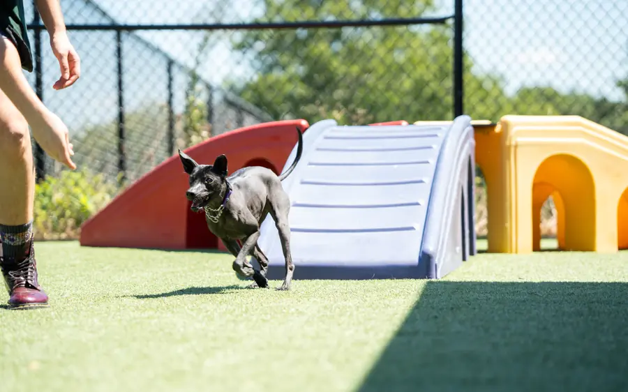 Dog boarding at Black Woof Inn