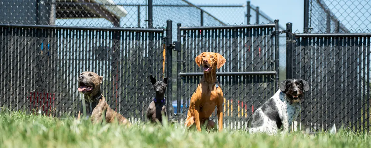 Dogs playing in the outdoor yards at Black Woof Inn