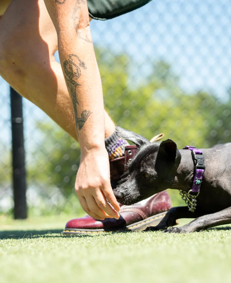 A dog training session at Black Woof Inn in La Grange, KY