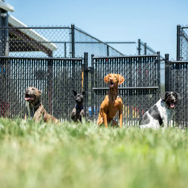 Trained dog at Black Woof Inn