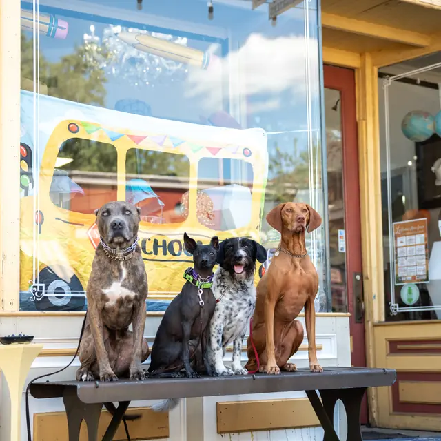 Trained dog at Black Woof Inn