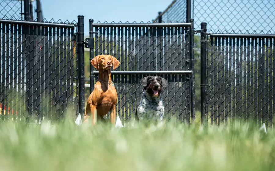Dog training