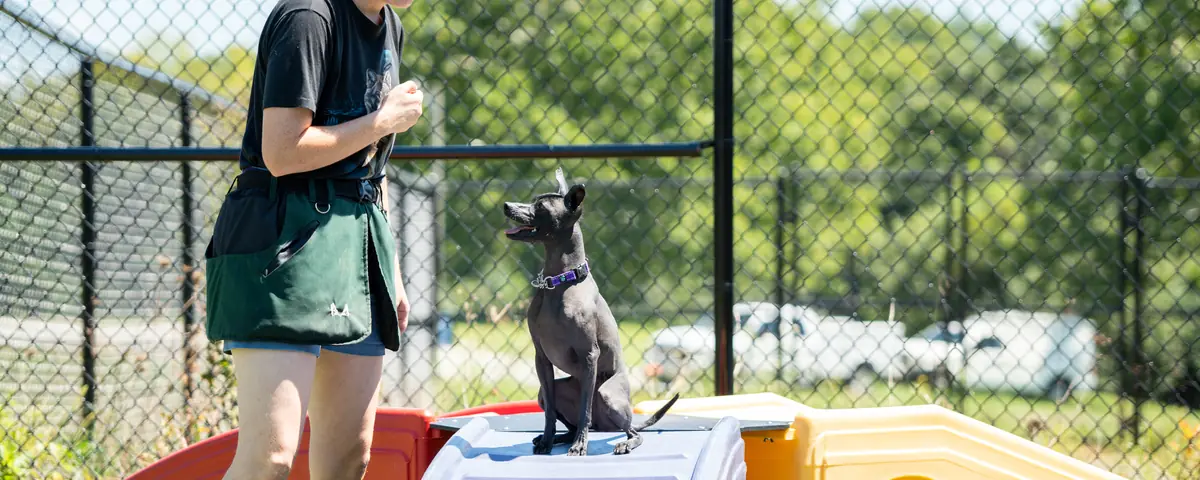 Dogs training on the grounds at Black Woof Inn