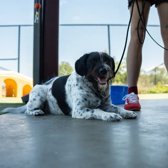 Trained dog at Black Woof Inn