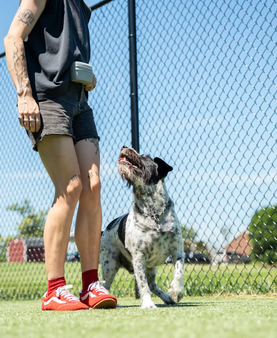 A dog training session at Black Woof Inn in La Grange, KY