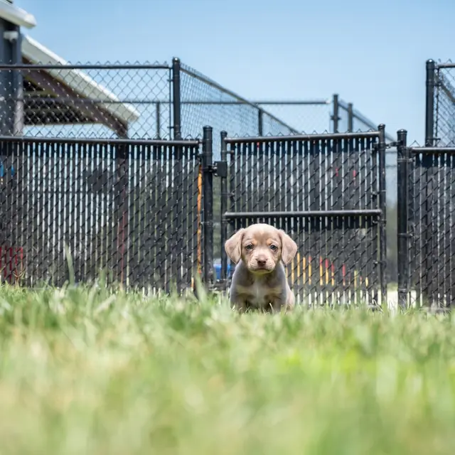 Trained dog at Black Woof Inn