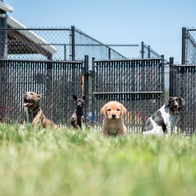 Trained dog at Black Woof Inn