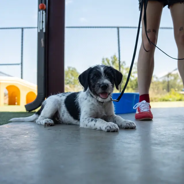 Trained dog at Black Woof Inn
