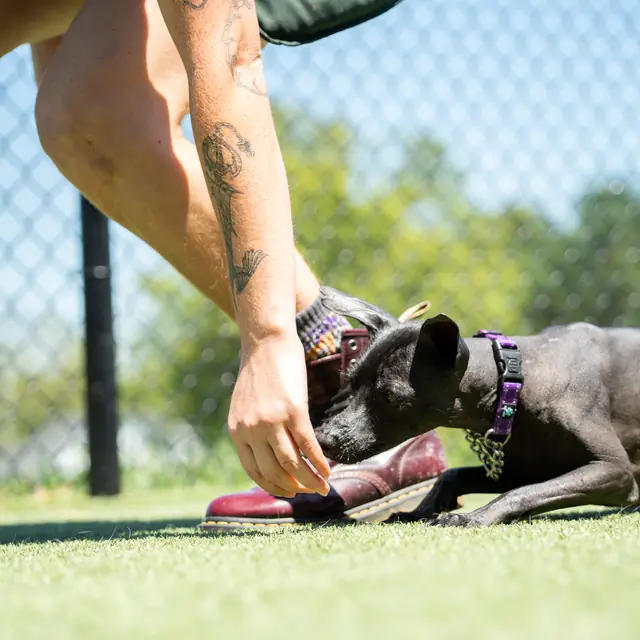 Trained dog at Black Woof Inn