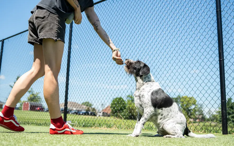Dog trainer near me