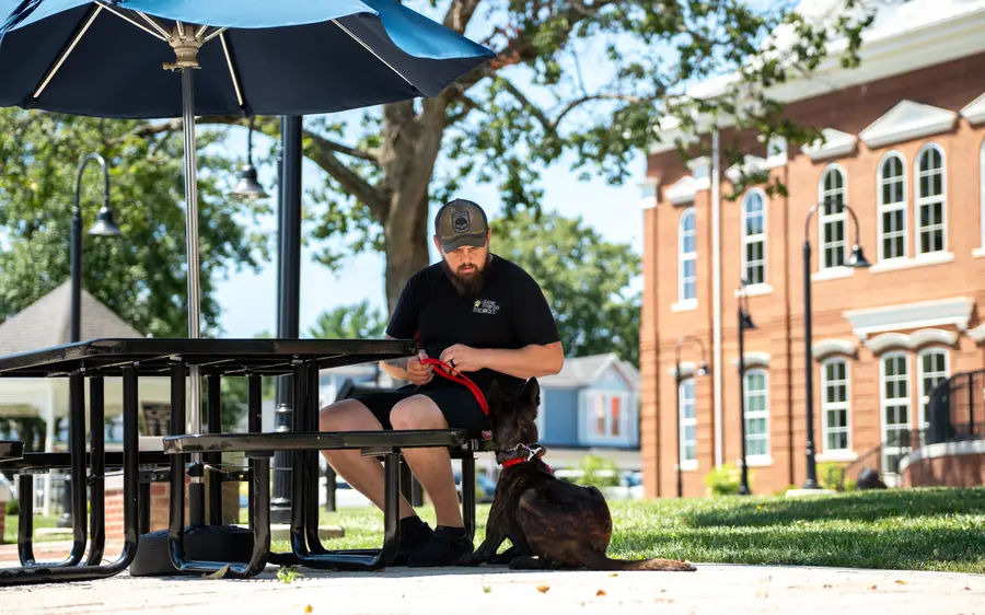 A dog holding a down-stay in a public park, advanced obedience