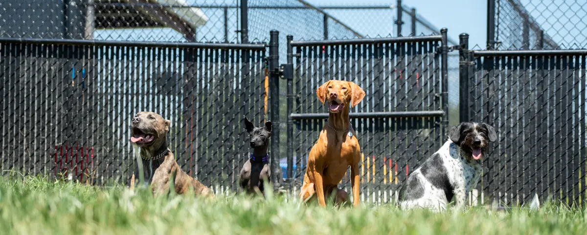 Dogs training on the grounds at Black Woof Inn
